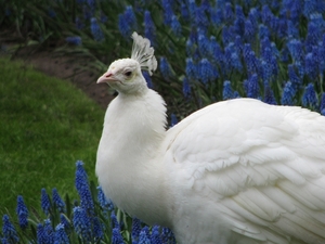 Keukenhof 23-04-2009 239