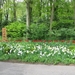 Keukenhof 23-04-2009 242