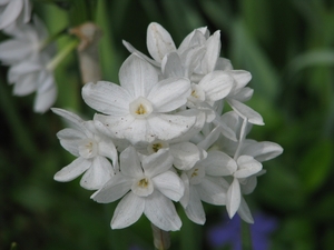 Keukenhof 23-04-2009 244