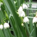 Keukenhof 23-04-2009 253