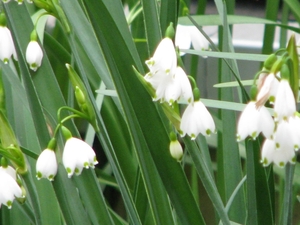 Keukenhof 23-04-2009 253