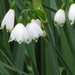 Keukenhof 23-04-2009 255