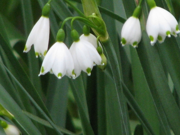 Keukenhof 23-04-2009 255