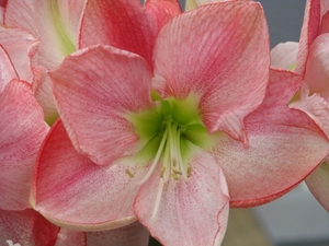 Keukenhof 23-04-2009 281