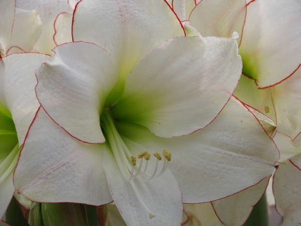 Keukenhof 23-04-2009 282