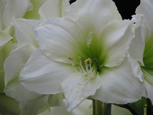 Keukenhof 23-04-2009 289