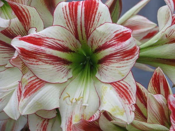 Keukenhof 23-04-2009 293