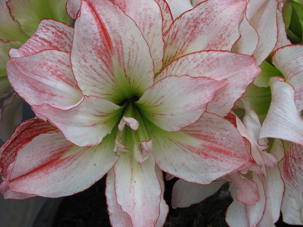 Keukenhof 23-04-2009 294