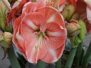 Keukenhof 23-04-2009 300