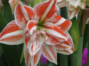 Keukenhof 23-04-2009 301