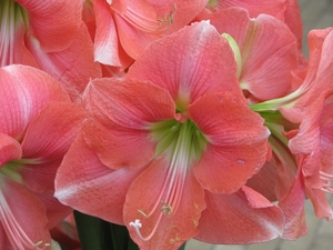 Keukenhof 23-04-2009 302