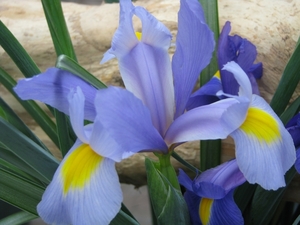 Keukenhof 23-04-2009 303