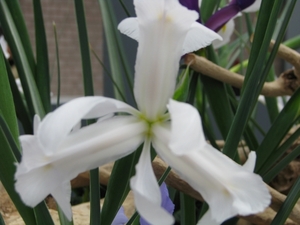 Keukenhof 23-04-2009 304