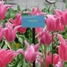 Keukenhof 23-04-2009 308