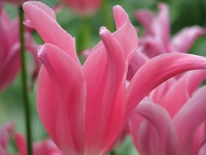 Keukenhof 23-04-2009 309