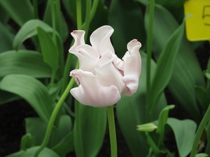 Keukenhof 23-04-2009 310