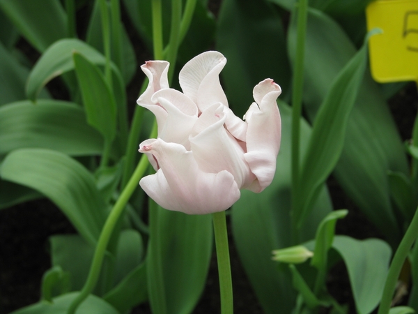 Keukenhof 23-04-2009 310