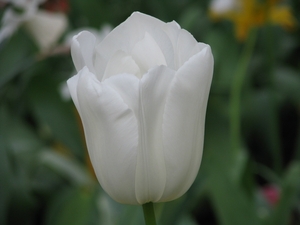 Keukenhof 23-04-2009 311