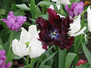 Keukenhof 23-04-2009 312