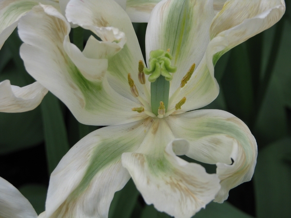 Keukenhof 23-04-2009 314