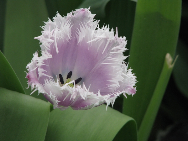 Keukenhof 23-04-2009 315