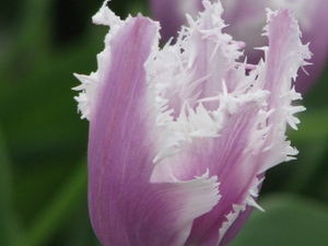 Keukenhof 23-04-2009 316