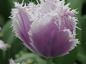 Keukenhof 23-04-2009 317