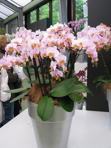 Keukenhof 23-04-2009 476