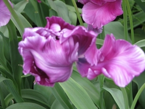 Keukenhof 23-04-2009 320