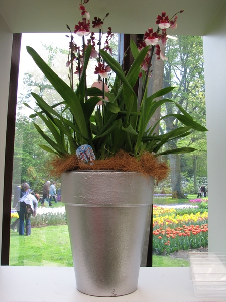 Keukenhof 23-04-2009 486