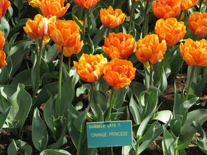 Keukenhof 23-04-2009 345