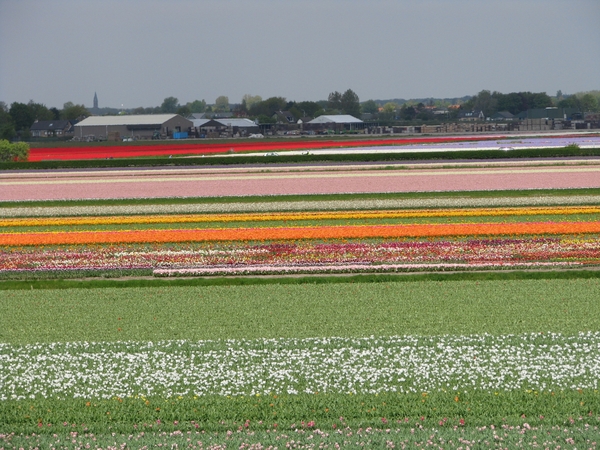 Keukenhof 23-04-2009 377