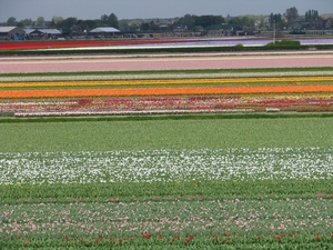 Keukenhof 23-04-2009 378