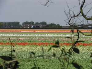 Keukenhof 23-04-2009 397