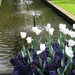 Keukenhof 23-04-2009 548