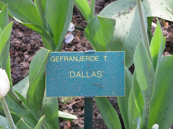 Keukenhof 23-04-2009 416