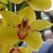 Keukenhof 23-04-2009 457