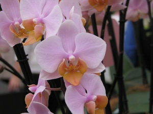 Keukenhof 23-04-2009 478