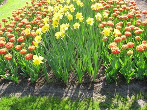 Keukenhof 23-04-2009 511