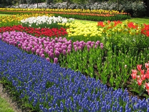 Keukenhof 23-04-2009 513