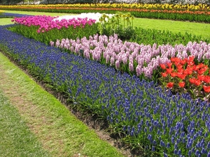 Keukenhof 23-04-2009 515