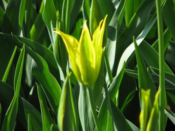 Keukenhof 23-04-2009 521