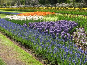 Keukenhof 23-04-2009 537