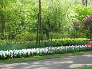 Keukenhof 23-04-2009 540