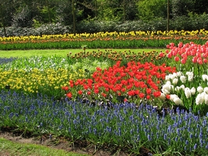 Keukenhof 23-04-2009 541