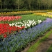 Keukenhof 23-04-2009 542