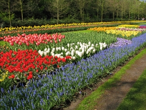 Keukenhof 23-04-2009 542