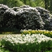 Keukenhof 23-04-2009 573