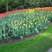 Keukenhof 23-04-2009 576