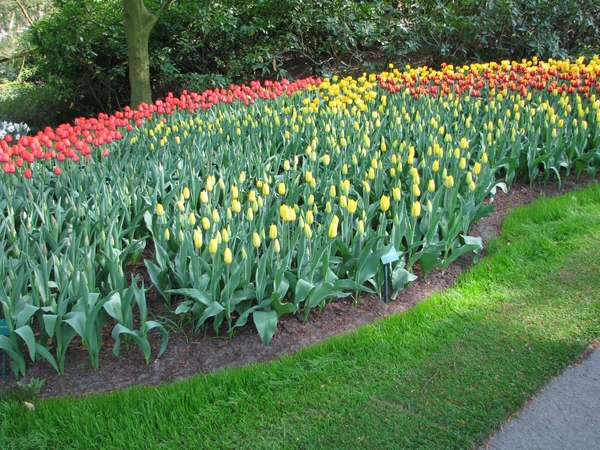 Keukenhof 23-04-2009 576